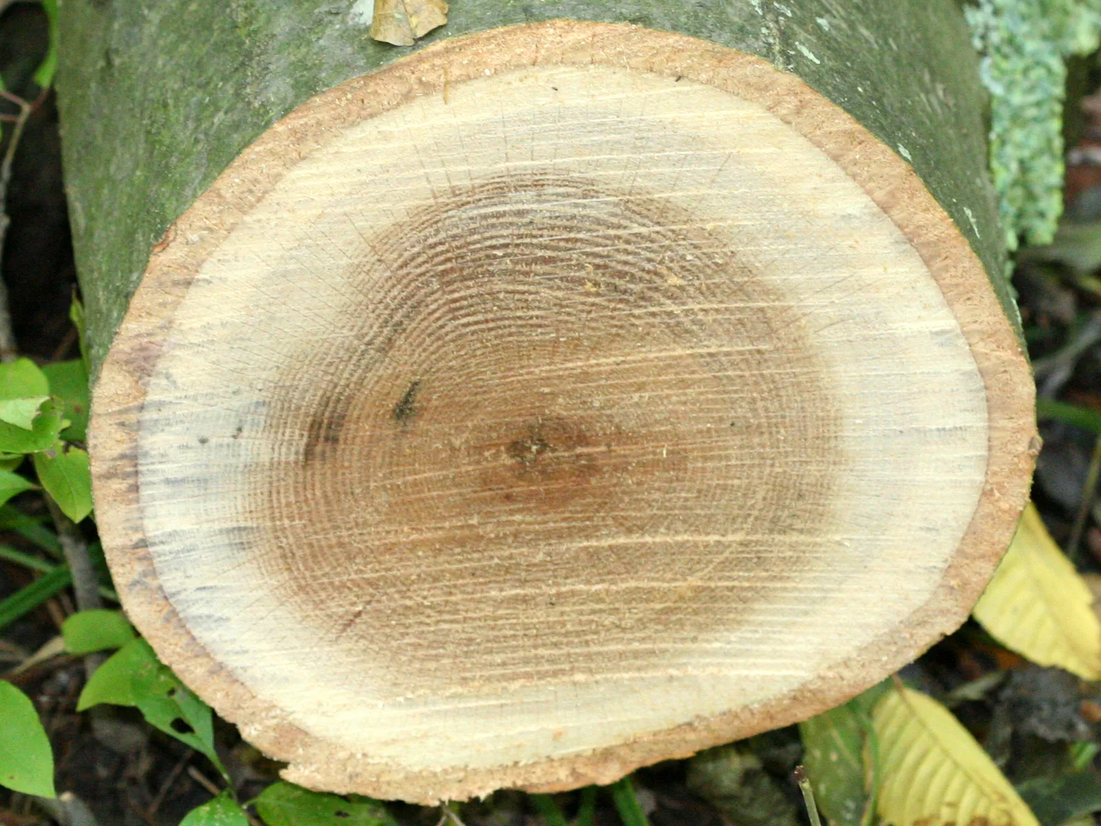 White Oak wood