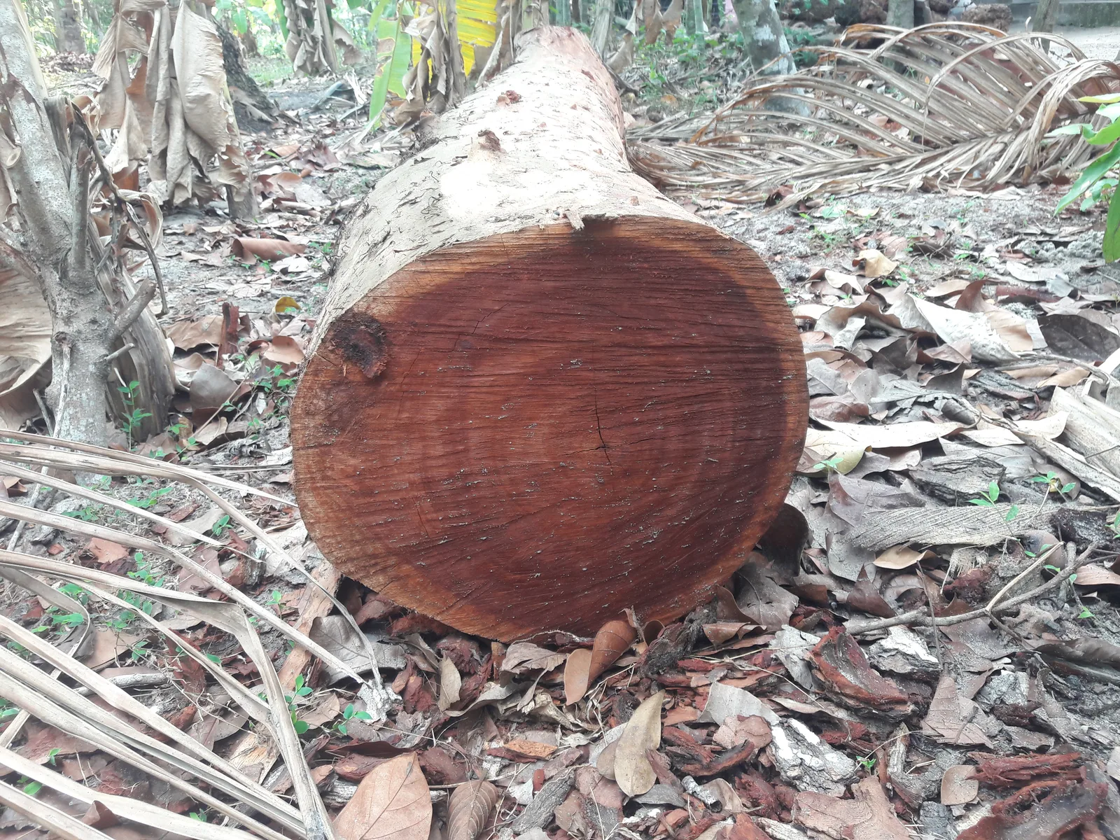 Mahogany wood