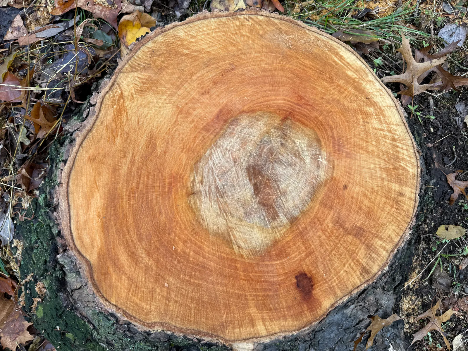 American Sycamore wood