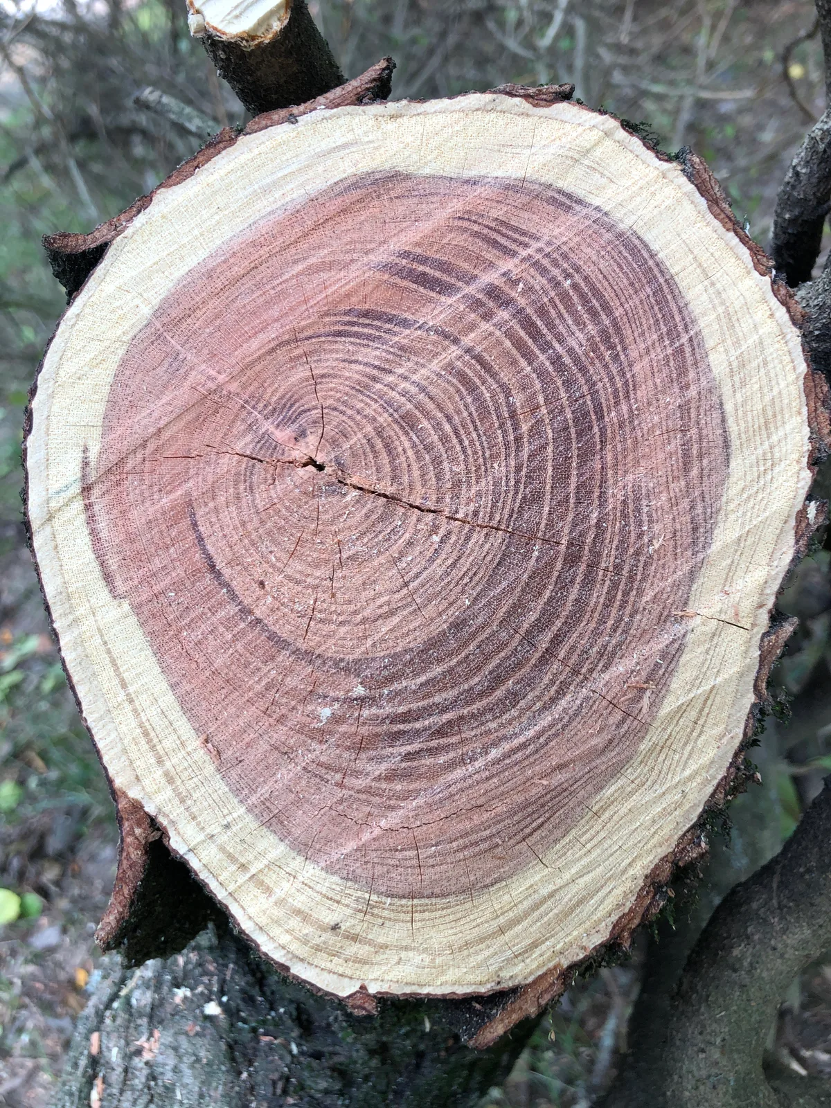 Honey Locust wood