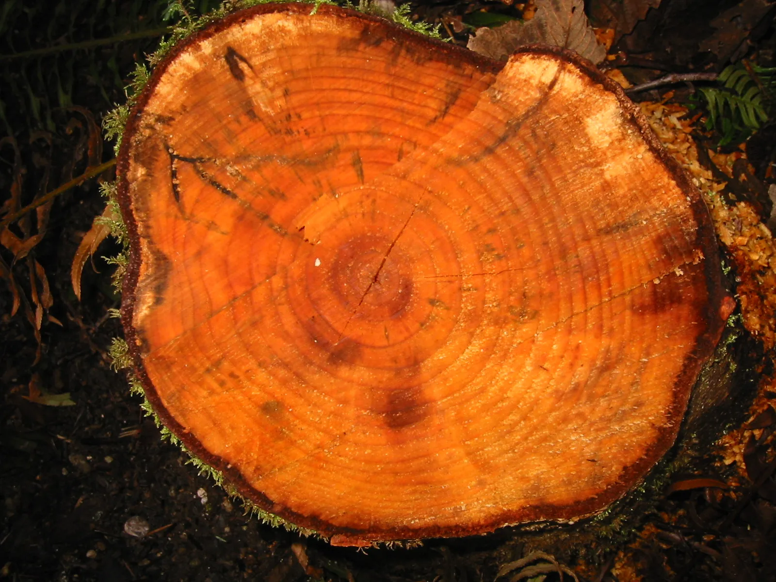 Red Alder wood