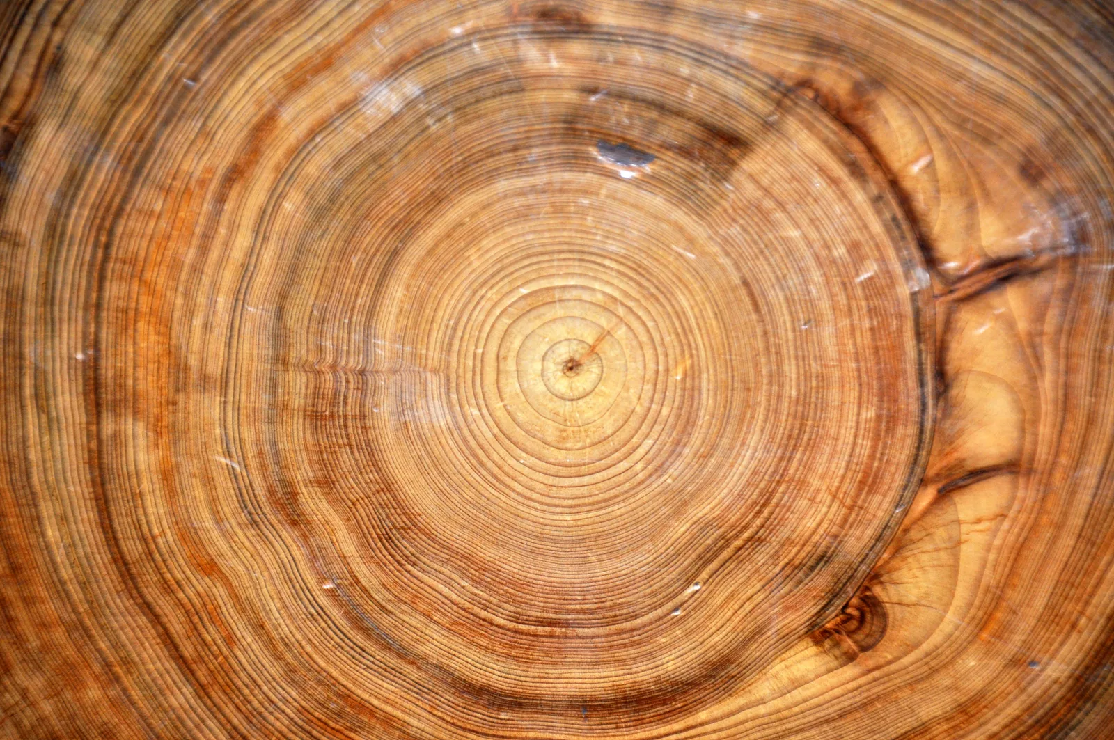 Bald Cypress wood